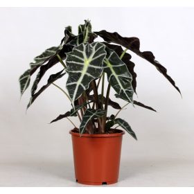 Alocasia Polly - Ördöglevél