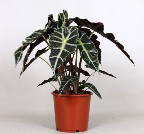 Alocasia Polly - Ördöglevél