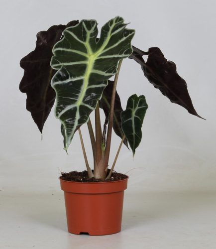 Alocasia Polly - Ördöglevél