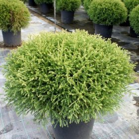   Thuja occidentalis 'MR. BOWLING BALL' - Törpe gömb nyugati tuja