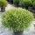 Thuja occidentalis 'MR. BOWLING BALL' - Törpe gömb nyugati tuja
