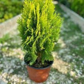   Thuja occidentalis 'SPIRÁLIS MINI' - Törpe spiráltuja