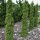Thuja occidentalis 'SPIRÁLIS MINI' - Törpe spiráltuja