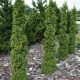 Thuja occidentalis 'SPIRÁLIS MINI' - Törpe spiráltuja