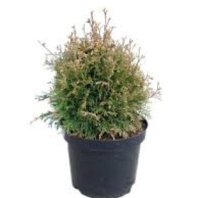   Thuja occidentalis 'STOLWIJK' -  Nyugati tuja, nyírt