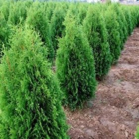   Thuja occidentalis' ZÁKÁNY SÖVÉNY' -  Nyugati tuja