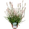 Anigozanthos - Kengurumancs