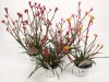 Anigozanthos - Kengurumancs