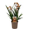 Anigozanthos - Kengurumancs