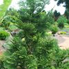 Thujopsis dolabrata - Japán hibatuja