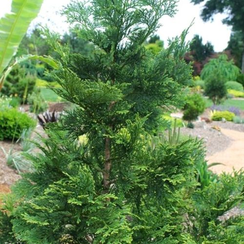 Thujopsis dolabrata - Japán hibatuja