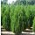 Juniperus chinensis 'SPARTAN' -  Kínai boróka