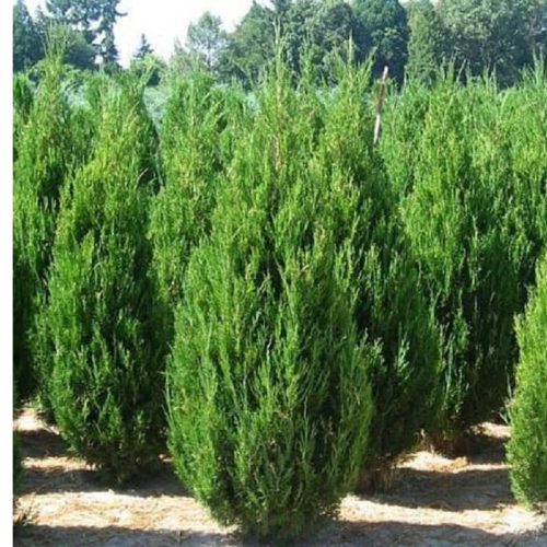 Juniperus chinensis 'SPARTAN' -  Kínai boróka