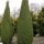 Juniperus communis 'ARNOLD' -  Közönséges boróka