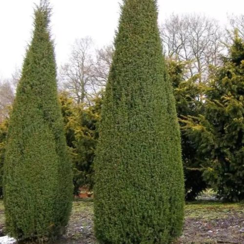 Juniperus communis 'ARNOLD' -  Közönséges boróka