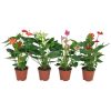 Anthurium midi Piros - Flamingóvirág