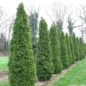   Thuja occidentalis 'COLUMNA' -  Zöld oszlopos nyugati tuja