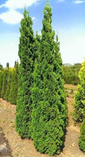 Thuja occidentalis 'CSISZÁR SPIRÁLIS' - Spiráltuja