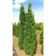 Thuja occidentalis 'CSISZÁR SPIRÁLIS' - Spiráltuja