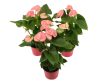 Anthurium 'Leny' Flamingóvirág