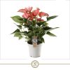 Anthurium 'Livium' - Flamingóvirág