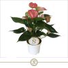 Anthurium 'Livium' - Flamingóvirág