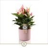 Anthurium 'Pink' - Flamingóvirág
