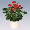 Anthurium 'Vito' - Flamingóvirág