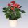 Anthurium 'Vito' - Flamingóvirág