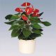 Anthurium 'Vito' - Flamingóvirág