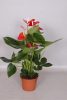 Anthurium 'Vito' - Flamingóvirág