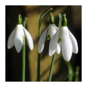 Galanthus Nivalis - Kikeleti hóvirág