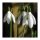 Galanthus Nivalis - Kikeleti hóvirág