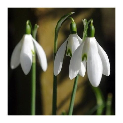 Galanthus Nivalis - Kikeleti hóvirág