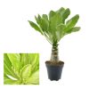 Brighamia Insignis -  (hawaii pálma)