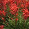 Anigozanthos Bush Inferno 