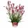 Anigozanthos Bush Inferno 'Pink Pearl' - Kengurumancs
