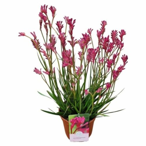 Anigozanthos Bush Inferno 'Pink Pearl' - Kengurumancs
