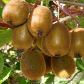   Actinidia deliciosa -'Jenny' - Öntermékeny (Nagytermésű kiwi)