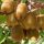 Actinidia deliciosa -'Jenny' - Öntermékeny (Nagytermésű kiwi)
