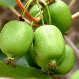   Actinida Arguta - 'Issai' - Kopasz Kiwi (Öntermékeny)
