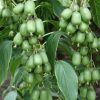 Actinida Arguta - 'Issai' - Kopasz Kiwi (Öntermékeny)