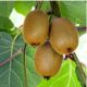 Actinidia deliciosa 'Tomuri' - Porzós kivi