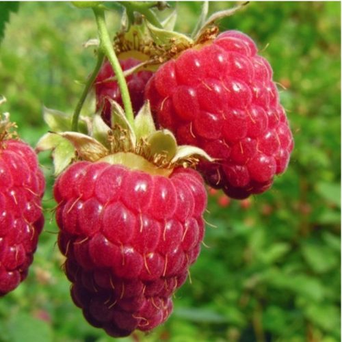 Rubus idaeus 