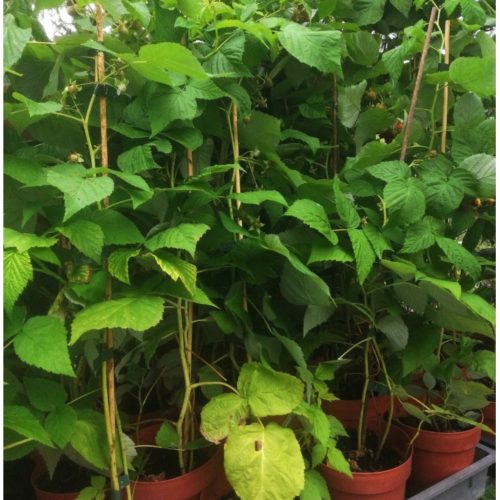 Rubus idaeus 'Tulameen' - Málna