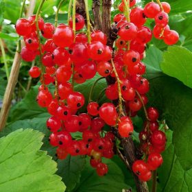   Ribes rubrum 'Fertődi hosszúfürtű' - Piros Ribizli