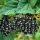 Ribes nigrum 