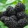 Rubus fruticosus - Tüskétlen szeder