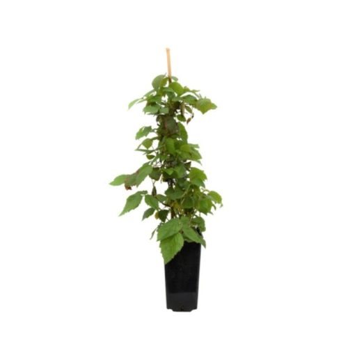 Rubus fruticosus - Tüskétlen szeder