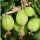 Ribes uva-crispa 'Pallagi Óriás' - Egres bokor